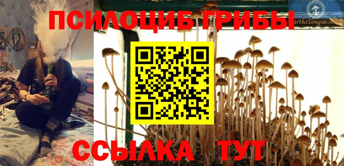 Псилоцибиновые грибы Psilocybe Шарыпово